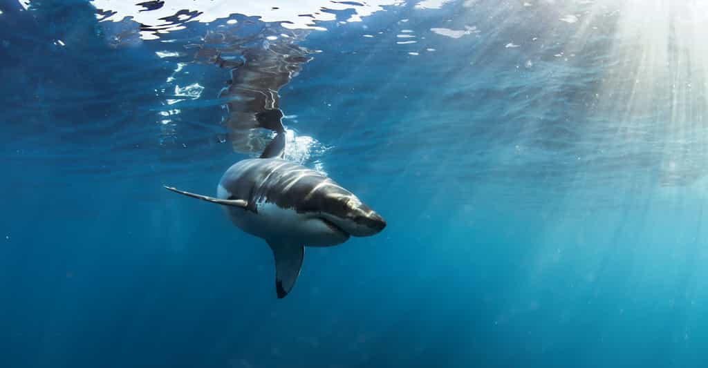 Le Grand requin blanc, c’est un animal impressionnant. Un puissant prédateur qui a développé une forme de vie sociale. Sans doute pour capturer encore plus de proies. La preuve que le grand requin blanc n’est pas si bête. © willyam, Adobe Stock