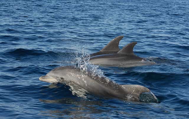 Les grands dauphins occupent toutes les zones tropicales et tempérées des océans. &copy; Chris Vees (priorité maison), Flickr, cc by nc nd 2.0