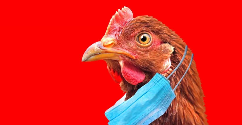 Jusqu’à l’annonce russe de ce week-end, la souche H5N8 du virus de la grippe aviaire n’était pas considérée comme transmissible à l’Homme. © Dmytro, Adobe Stock