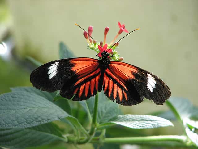 La couleur des ailes des espèces de papillons du genre Heliconius est dictée par l'expression d'un seul gène. &copy; Wildcat Dunny, Flickr, CC by 2.0