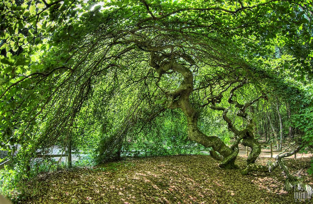 Le hêtre tortillard est une superbe curiosité qui n'est observée qu'en Allemagne, en France et en Suède. Les arbres s’entremêlent pour former un labyrinthe de branches. © fs999, Flickr, cc by nc nd 2.0