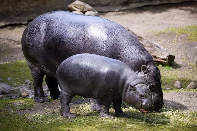 L'hippopotame nain est environ deux fois moins grand que l'hippopotame commun. &copy; Sebastian Niedlich (Grabthar), Flickr, cc by nc sa 2.0