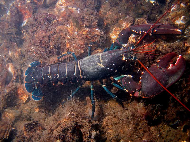
Le homard européen est un crustacé décapode marin. Il est en voie de disparition à cause de la surpêche et de la pollution marine. La Norvège est le seul pays européen qui s'est engagé dans des recherches actives sur la survie des larves de homard. © Bart Braun, Wikipédia, DP