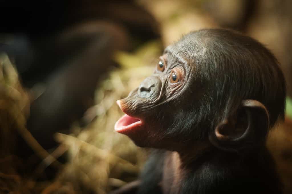 Les bonobos (Pan paniscus), aussi appelés chimpanzés nains, sont des cousins de l’Homme moderne. Ils ont une allure moins trapue que les chimpanzés et possèdent des lèvres rouges. Cette espèce est inscrite sur la liste rouge de l'UICN comme étant en danger. © Eric Gevaert, Fotolia