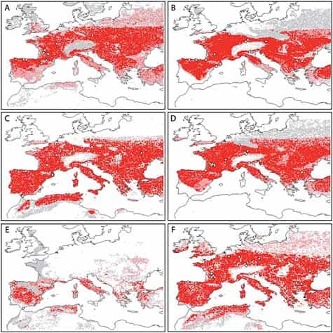 Répartition de H. neanderthalensis (images de gauche) et de H. sapiens (images de droite) à trois époques distinctes selon modélisation. Rangée du haut, période pré-H4 (avant la cohabitation des espèces) ; du milieu, période H4 (-40,2 à -38,6 milliers d’années) ; du bas, période GI8 (-38,6 à -36,5 milliers d’années). Les zones où les conditions d’habitabilité sont confirmées par 1 à 5 modèles théoriques sur 10 sont marquées en gris, les zones confirmées par 6 à 9 modèles sur 10 en rose et les zones confirmées par tous les modèles (10 sur 10) en rose.