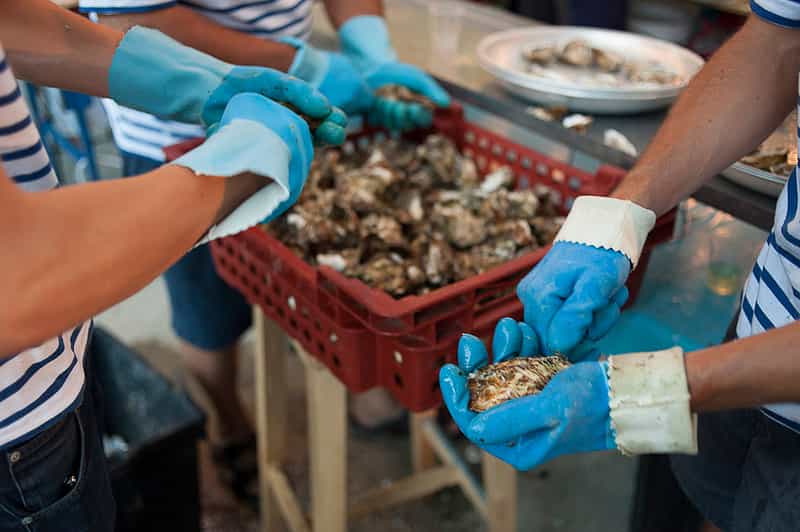La France est le premier producteur européen d'huîtres. Elle en produit 130.000 t par an, ce qui représente 90 % du marché européen. Notre pays cultive 98 % d'huîtres creuses (Crassostrea gigas) et 2 % d'huîtres plates. © Geoffrey Froment, Flickr, cc by nc nd 2.0
