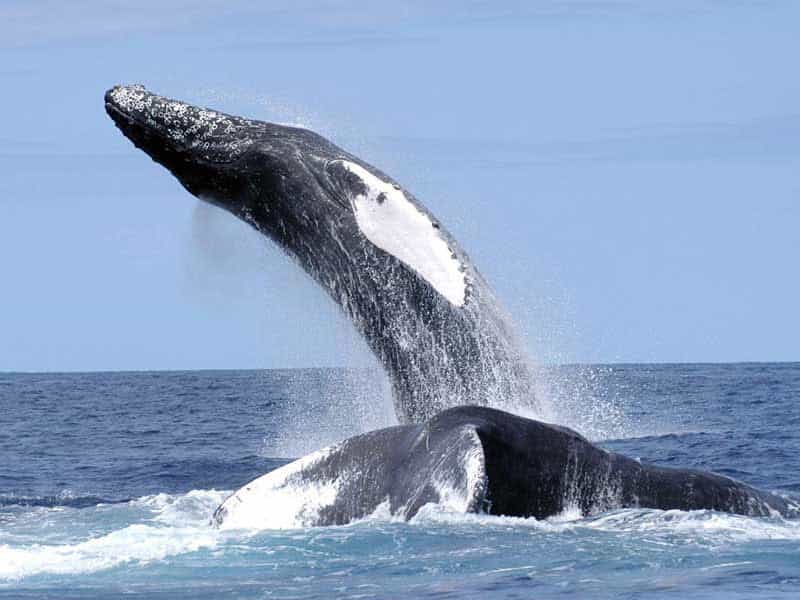 Les baleines à bosse sont connues pour leur chant. Les mâles chantent principalement durant la saison de reproduction, lorsqu'ils ont rejoint les eaux équatoriales chaudes. © NEFSC, NOAA