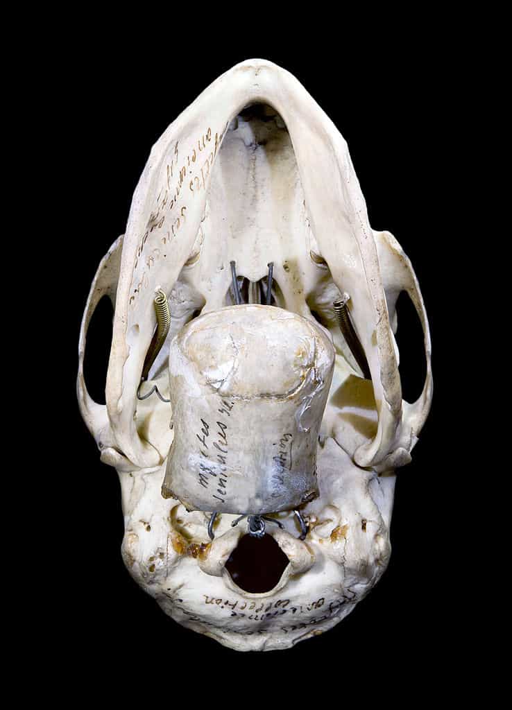 L'hyoïde est un os du cou. Au premier plan de cette image, on peut voir un os hyoïde de singe hurleur, masse imposante, une vingtaine de fois plus grosse que chez ses cousins. Chez l'Homme, il a une forme complètement différente, en U. © Didier Descouens, Muséum de Toulouse, Wikipédia, cc by sa 2.0