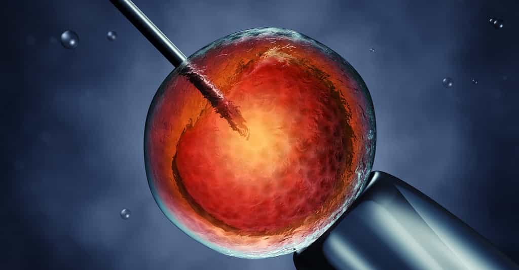 Lors d'une ICSI, le spermatozoïde est injecté directement dans l’ovocyte. © nobeastsofierce, Shutterstock