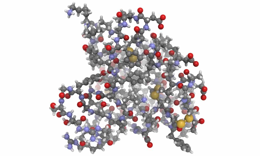 La structure de l’IGF-1 présente des points communs avec celle de la proinsuline. © molekuul_be, Shutterstock