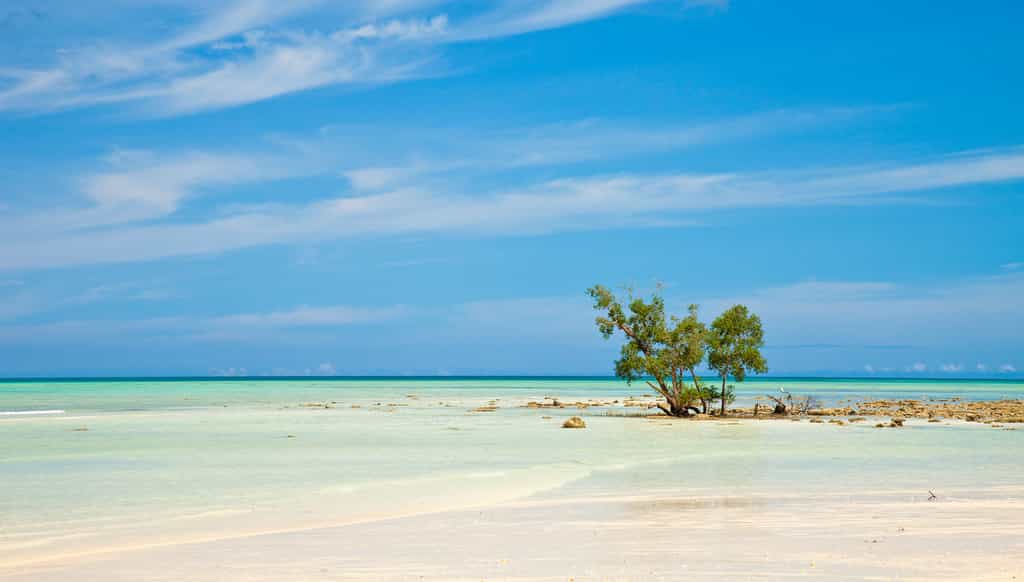 Dans l’ouest du Pacifique, les îles bordées de mangroves sont celles qui résistent le mieux à la montée des eaux. © nstanev, Fotolia