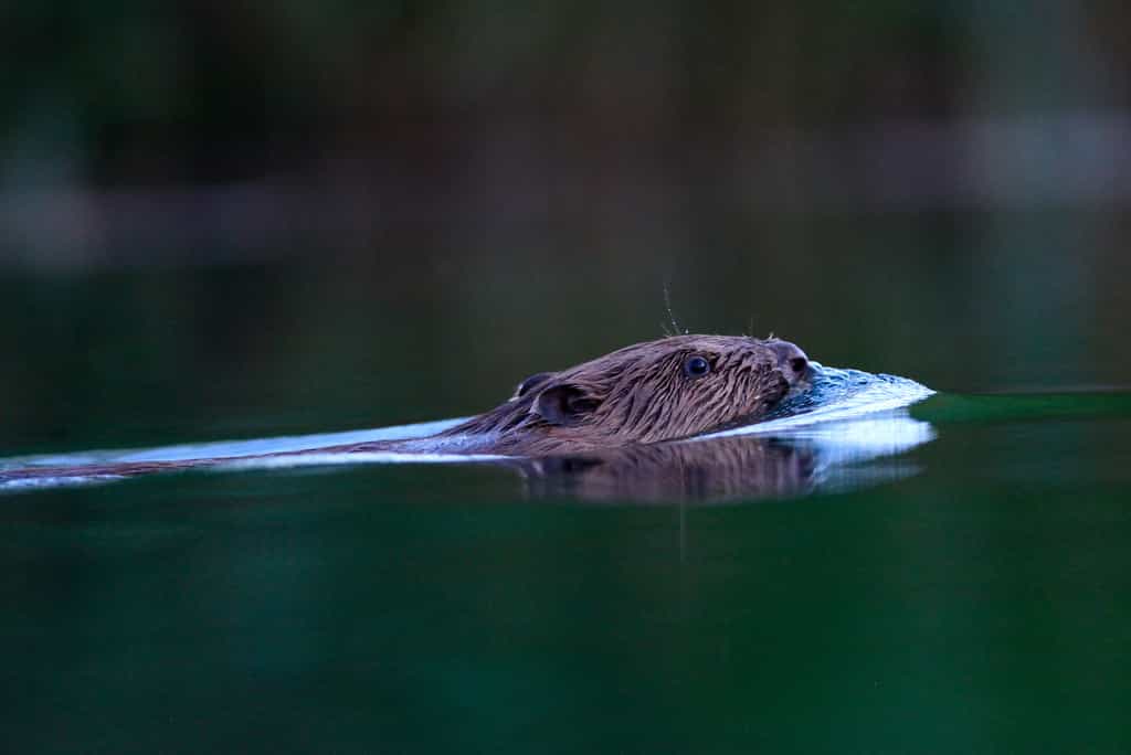Discret lorsqu’il nage, le castor ne laisse dépasser que le sommet de sa tête. © Rémi Masson, tous droits réservés