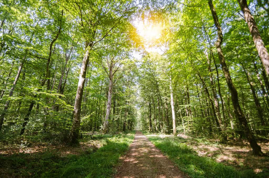 Augmenter la plantation d'arbres en France ? Cela semble possible mais quelles essences privilégier compte tenu de l'accélération du réchauffement climatique ? © PaprikaPhoto.com, Wikimedia commons, CC 4.0 