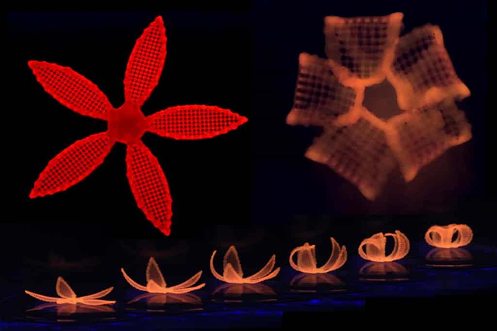 Ces fleurs ont été fabriquées à partir d’un procédé d’impression dit « 4D » qui utilise un hydrogel à base de fibrilles de cellulose. Une fois plongées dans l’eau, ces structures changent de forme. © Wyss Institute at Harvard University