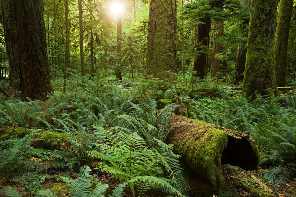 Le botaniste Francis Hallé poursuit son rêve ambitieux&nbsp;de faire renaître une forêt primaire en Europe de l’Ouest. ©&nbsp; Sang Trinh, Ottawa, Canada, Wikimedia Commons, CC by-sa 2.0