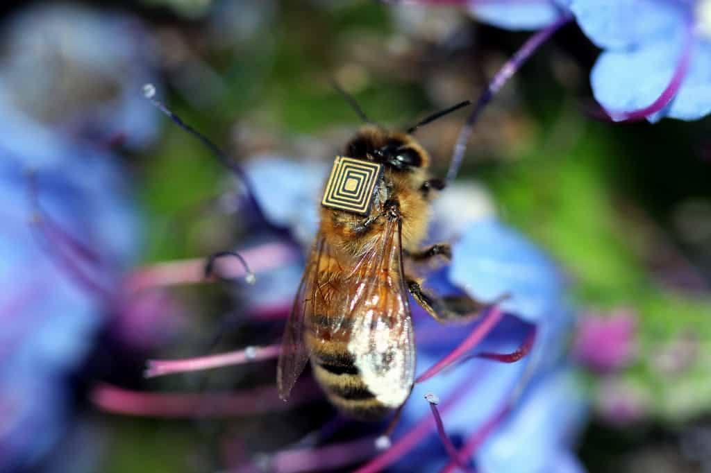 Des milliers d'abeilles butineuses en Australie sont équipées de capteurs minuscules dans le cadre du programme « essaim de détection ». © CSIRO
