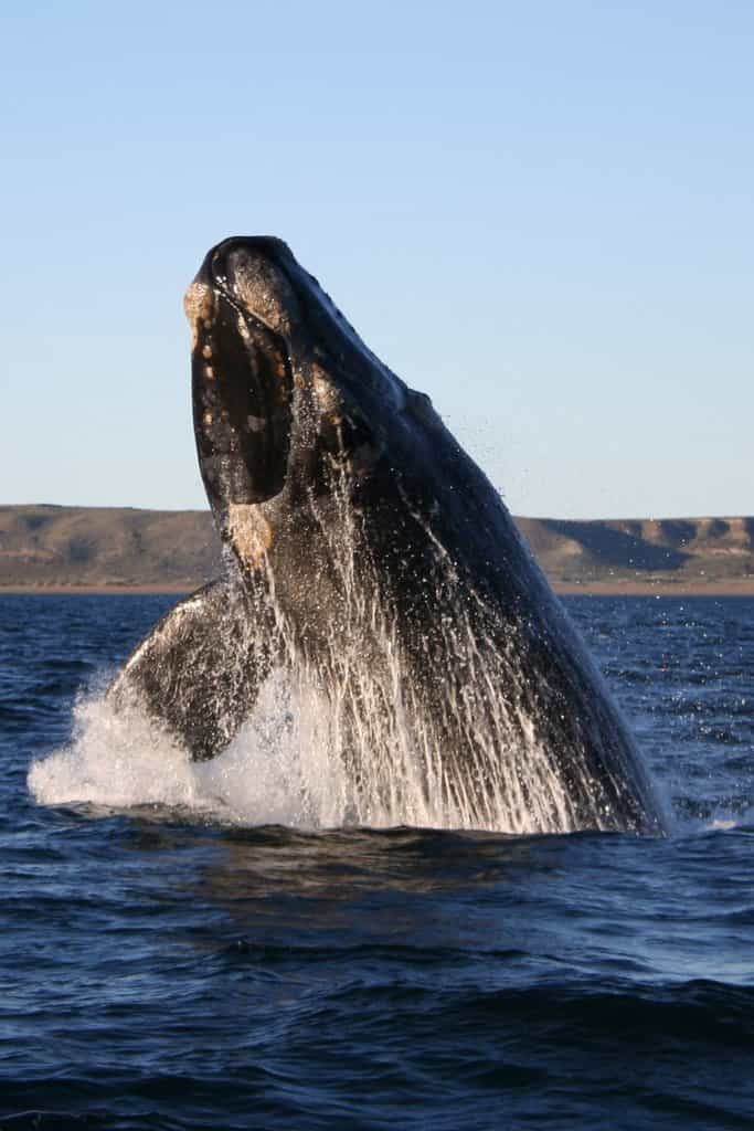 La baleine franche australe n'a pas de nageoire dorsale, et peut mesurer jusqu'à 18 m de long. Si l'espèce n'est pas menacée, elle fait face cette dernière décennie à des événements de mortalité importants, dont les causes restent obscures. © Michaël Catanzariti, Wikipédia, GNU 1.2 