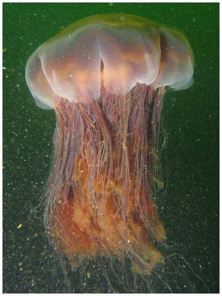 La méduse à crinière de lion, la plus grande méduse du monde