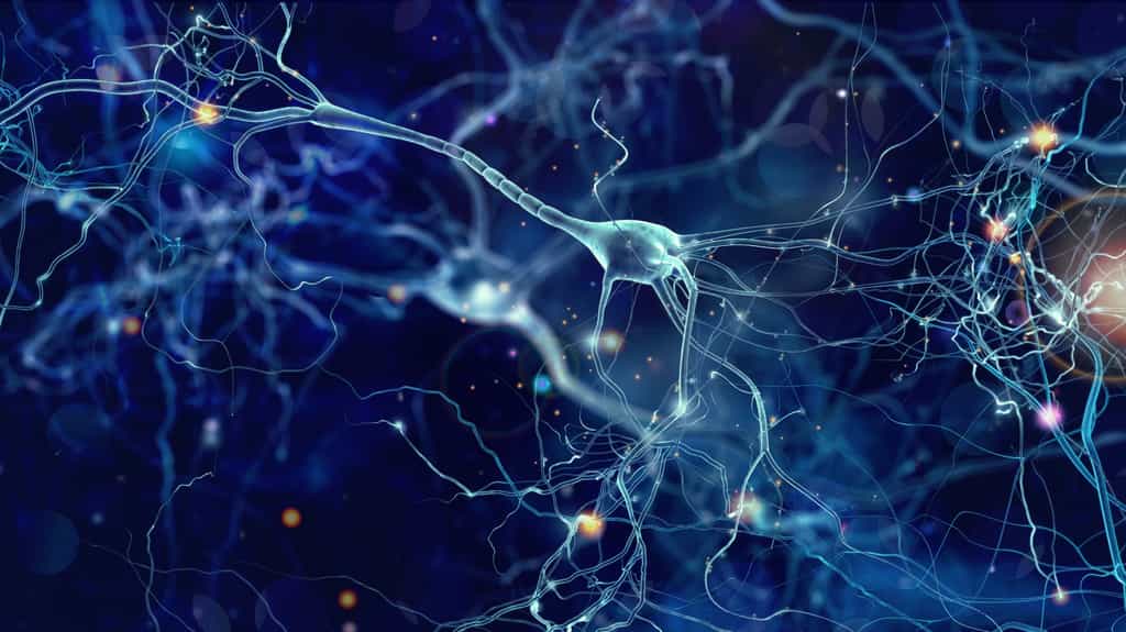 Comment régénérer les neurones perdus après un AVC, dans certaines formes d'épilepsie, ou dans le cadre de maladies neurodégénératives ? © whitehoune, Adobe Stock