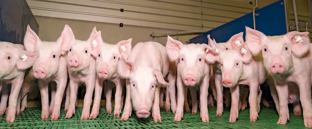 Élevage intensif de cochons. © Adobe stock, Country Pixel