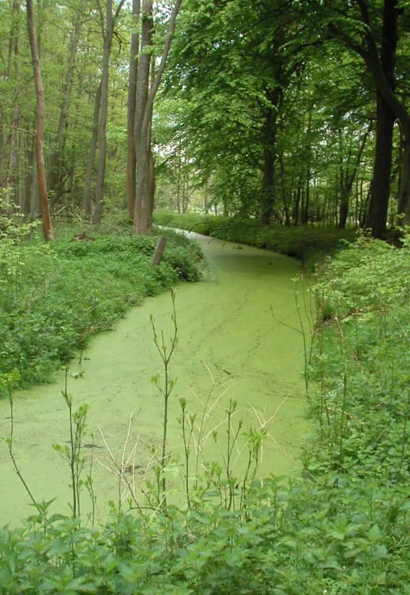 Ce cours d'eau circulant lentement est pollué aux nitrates, qui provoquent une efflorescence algale en surface. © Abubiju, Wikipédia, GNU 1.2