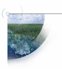 Les Everglades