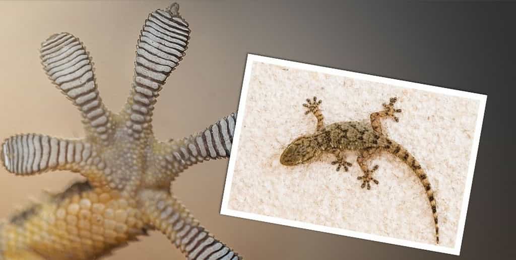 Les pattes des geckos ont déjà inspiré de nombreux programmes de recherche et développement. Ford va travailler avec Procter &amp; Gamble en s’inspirant de ces reptiles pour tenter de créer de colles pour l’automobile qui puissent être recyclées. © Ford
