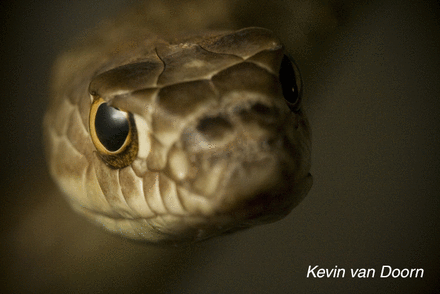 Les Coluber flagellum vivent dans le nord du Mexique et dans le sud des États-Unis. Ils sont inoffensifs et, comme tous les serpents, n’ont pas de paupières. L’espèce dispose de pupilles rondes, mais certaines ont les pupilles verticales (typiques des espèces nocturnes), ou plus rarement horizontales. © Kevin van Doorn