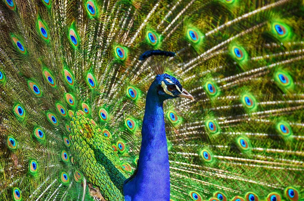 L'étonnante palette&nbsp;de couleurs dans la queue du paon. © Allanlau2000, Pixabay, DP