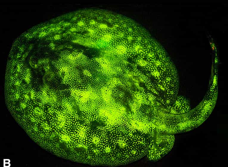 La raie Urobatis jamaicensis ne se trouve que dans la partie ouest de l'océan Atlantique tropical. Elle est biofluorescente : elle absorbe la lumière bleue, la transforme et réémet dans le vert. © Sparks et al., Plos One, 2014