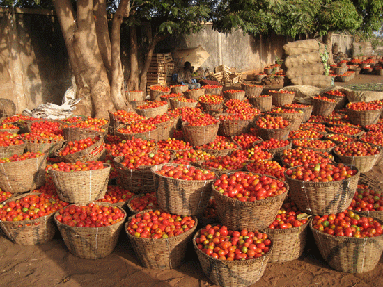 Les mouches blanches sont le vecteur de centaines de virus, et endommagent sérieusement les plantes potagères, les tomates notamment. À l'image, une récolte de tomates, au Burkina Faso. © Marie-Noëlle Favier, IRD