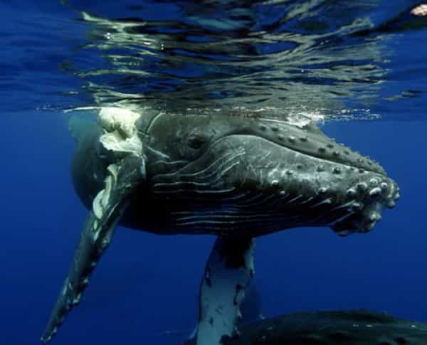 Ce baleineau a été percuté par un bateau et sa nageoire caudale droite est&nbsp;abîmée. © E. Lyman, NOAA Humpback Whale Sanctuary