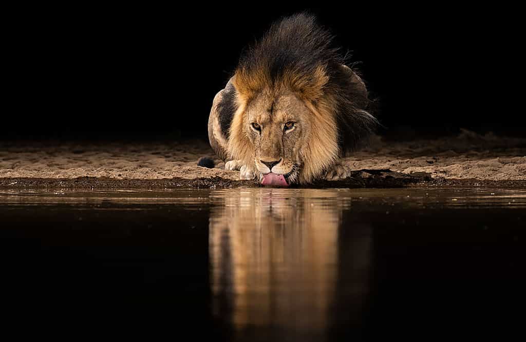 Les lions dans la vallée du Rift au Kenya sont sauvages, discrets et passent leurs journées cachés dans les fourrés. © Will Burrard-Lucas, tous droits réservés&nbsp;