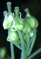 Arabidopsis thalianaCrédits : www.btny.purdue.edu/Faculty/Pruitt