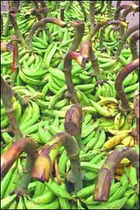 Au Queensland, un tiers de la récolte de bananes est perdu et pourrait servir à prduire de l'énergie.