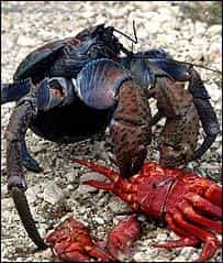 &copy; Current BiologyLe crabe-coco en plein repas !