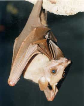 Des chauves-souris réservoir du virus Ebola