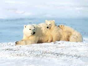 &copy; www.7art-screensavers.comLes ours polaires : en mauvais état de santé...