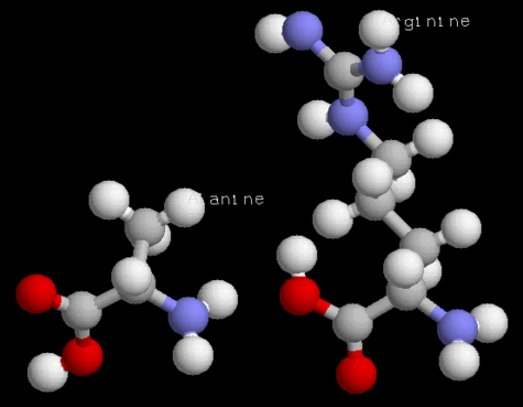 Acides aminés (alanine, arginine)