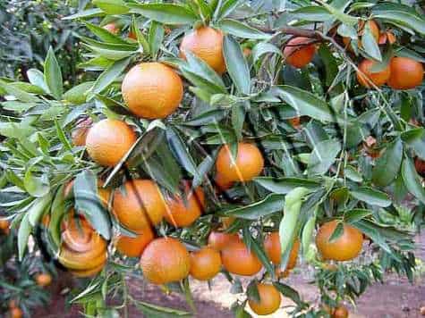 Agrumes&copy; Inra