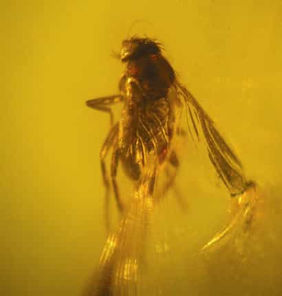 Cette petite mouche, longue d'environ 1,2 mm, est piégée dans un bloc d'ambre provenant d'Amazonie occidentale (Iquitos, nord-est du Pérou). Les espèces actuelles apparentées à ce spécimen, âgé de 12 à 15 millions d'années, se nourrissent de matière organ
