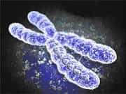 Un chromosome observé en microscopie électronique