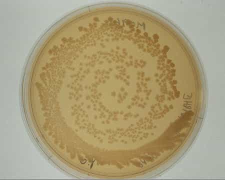 Culture de bactéries Escherichia Coli sur boîte de Pétri. &copy; CNRS Photothèque  /  MEDARD Laurence