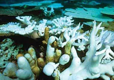 Corail et mangroves menacés : l'économie les sauvera-t-elle ?