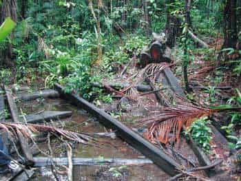 Une des causes de l'épidémie de paludisme en Guyane : l'empiètement de l'homme sur la forêt, avec la création notamment de clairières.   Eremiba (2006)