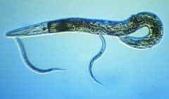 C. elegans (1 adulte, 2 juvéniles).Crédit Dept. of Crop and Soil Sciences, Cornell Univ., Ithaca.