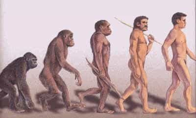 L'évolution des hominidés