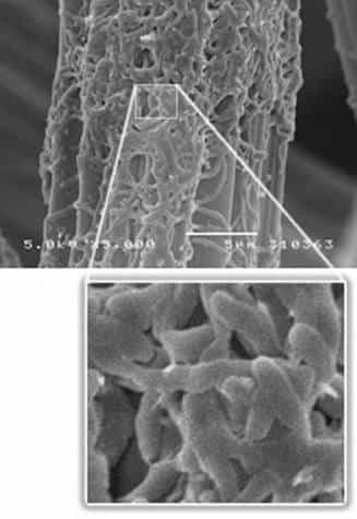 Rhodoferax ferrireducens fixées sur une électrode en graphite, vues au microscope électronique.