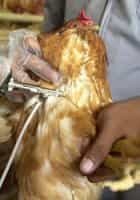 Grippe aviaire : enfin un vaccin pour l'homme ?