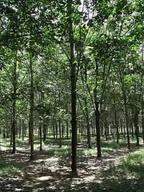 Un champs d'hévéas à Sumatra (Indonésie).Originaire du bassin de l'amazone, L'hévéa (Hevea brasiliensis) a été introduit au 19ème siècle en Indonésie pour la fabrication du caoutchouc naturel. La production indonésienne, avec celle de la thailande e